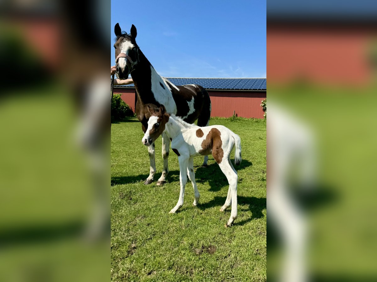 Deutsches Reitpony Hengst Fohlen Schecke In Vi L