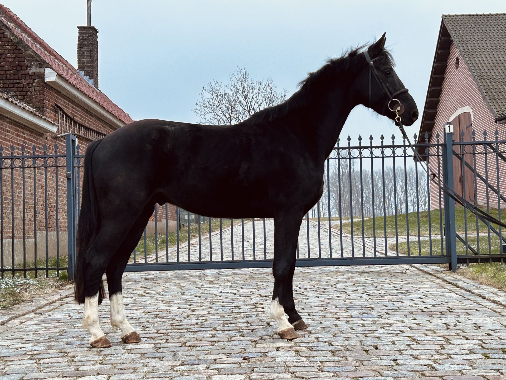 Belgisches Warmblut Wallach Jahre Cm Rappe In Denderhoutem