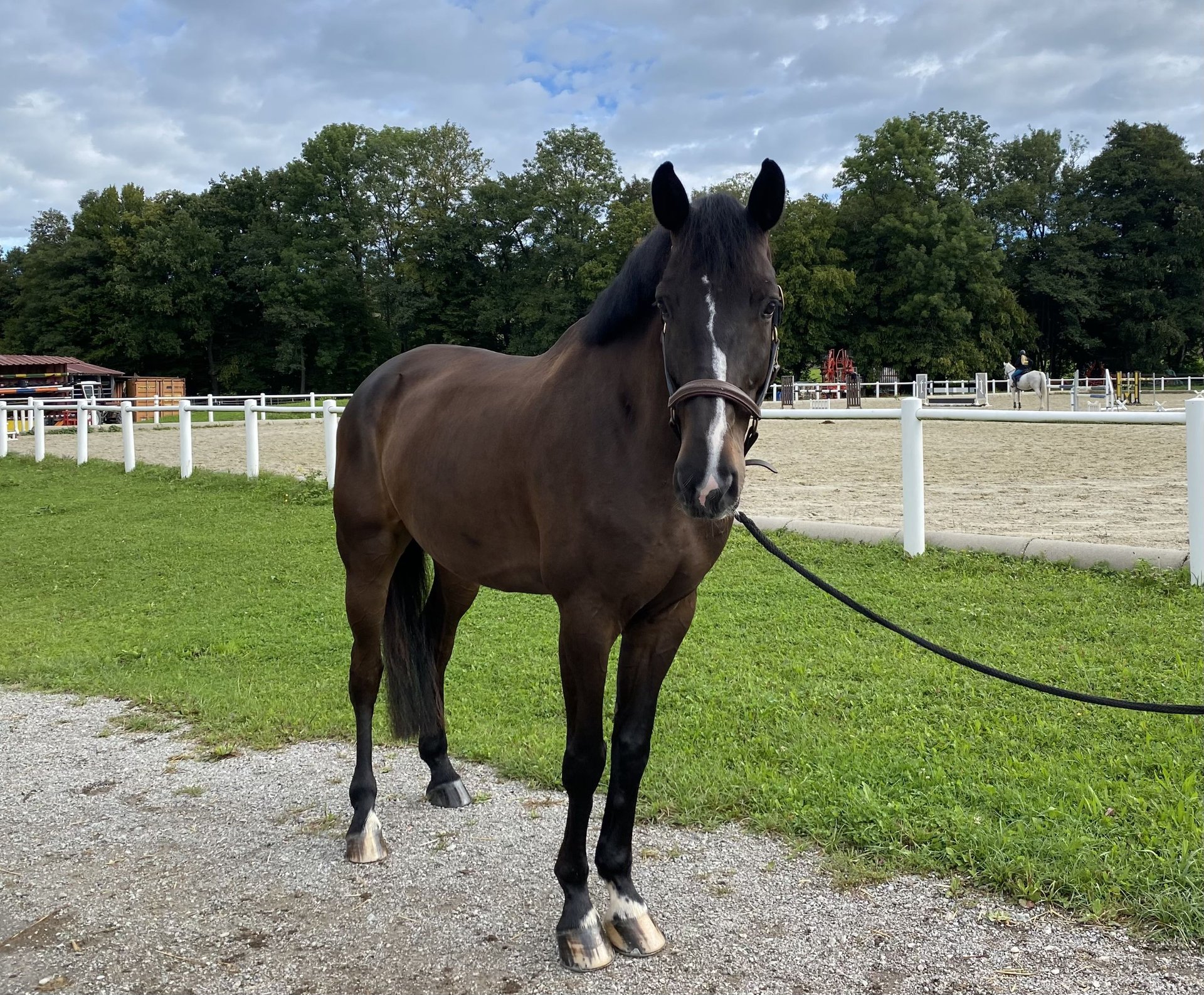 Belgisches Warmblut Wallach Jahre Cm Dunkelbrauner In Weistrach