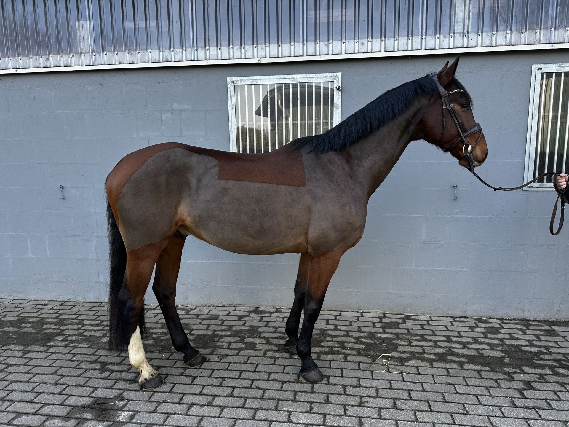 Belgisches Warmblut Wallach Jahre Cm Brauner In Heidenau