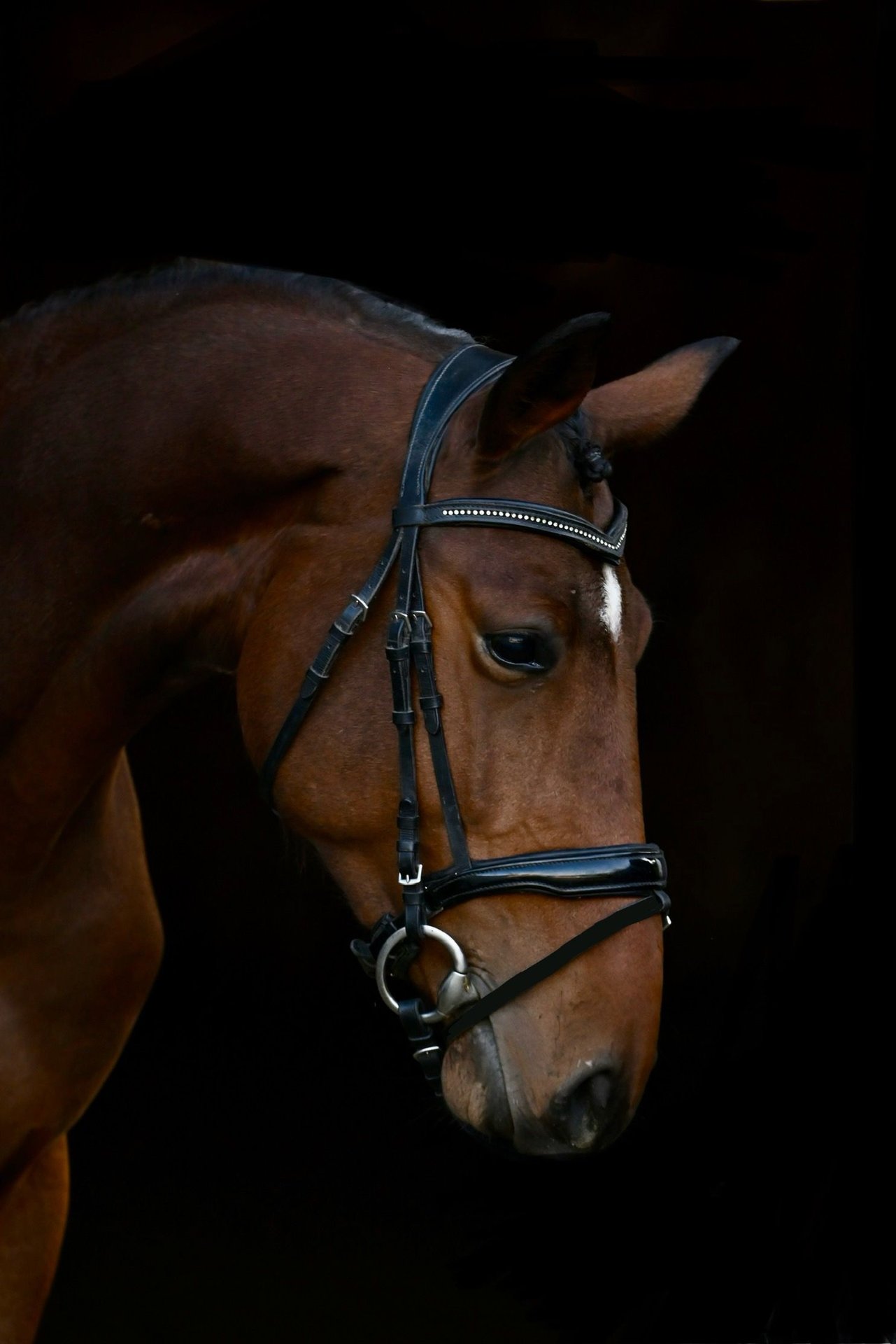 Belgisches Warmblut Hengst Jahre Cm Brauner In Esztergom