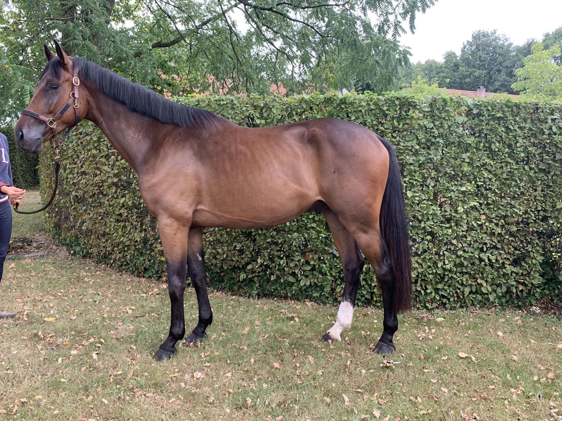 Belgisches Warmblut Wallach Jahre Cm Dunkelbrauner In Neerglabbeek