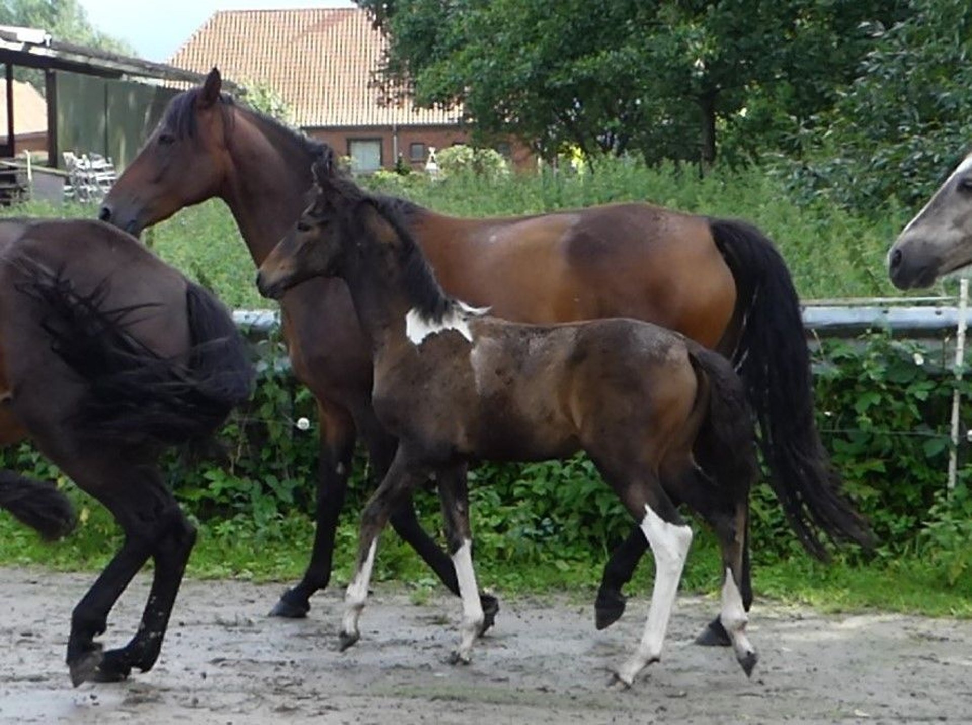 Mangalarga Marchador Jument 1 Année 155 cm Bai in Neuenkirchen