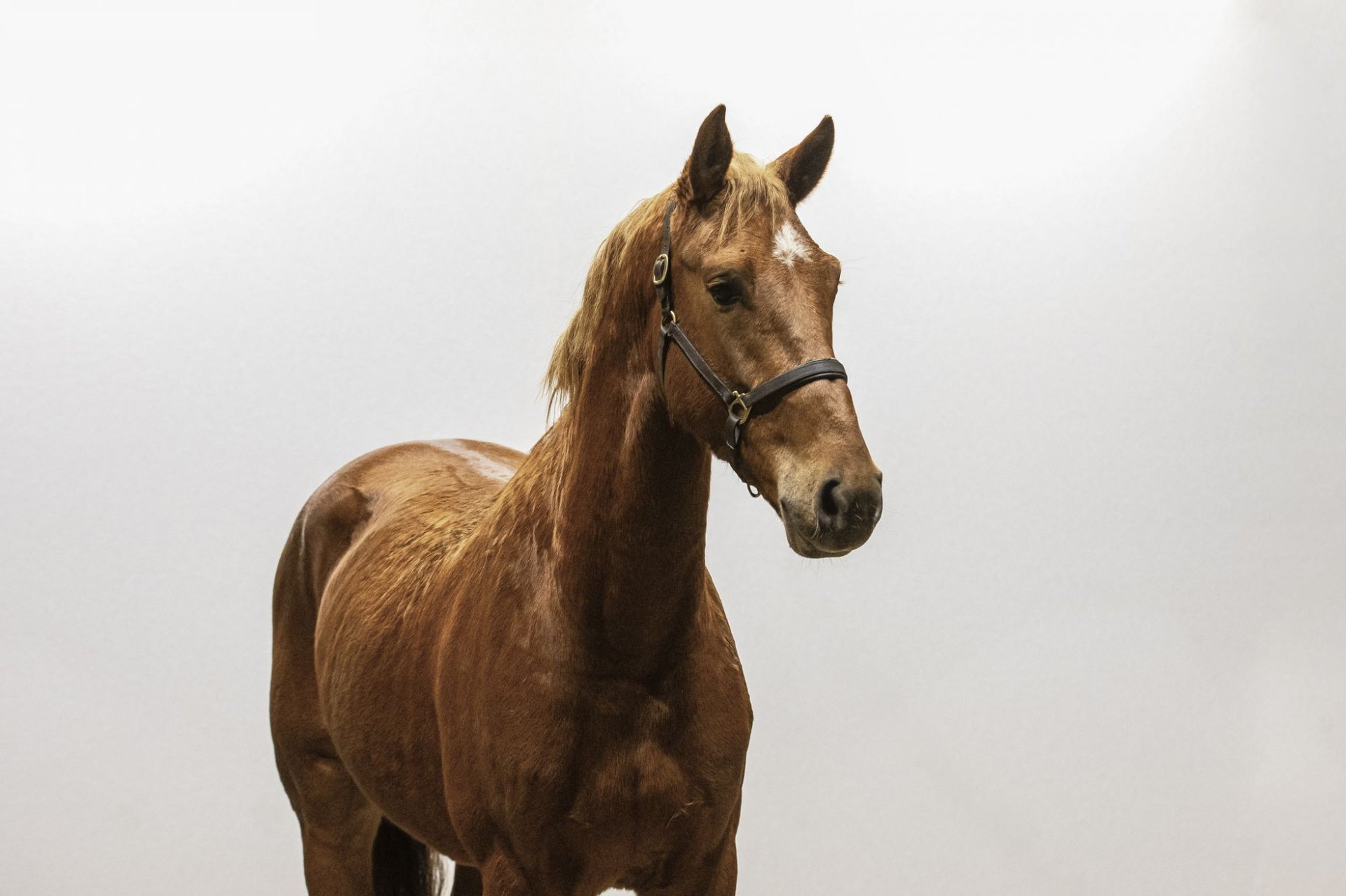 Belgisches Warmblut Wallach Jahre Cm Fuchs In Waddinxveen