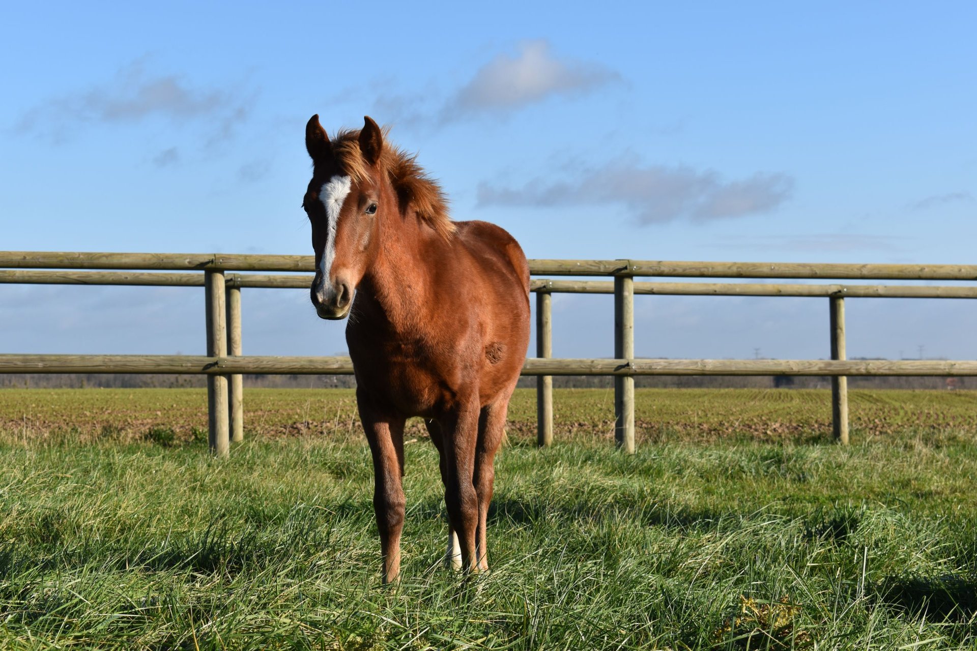 Franz Sisches Reitpony Stute Fohlen Cm Dunkelfuchs In Chauny