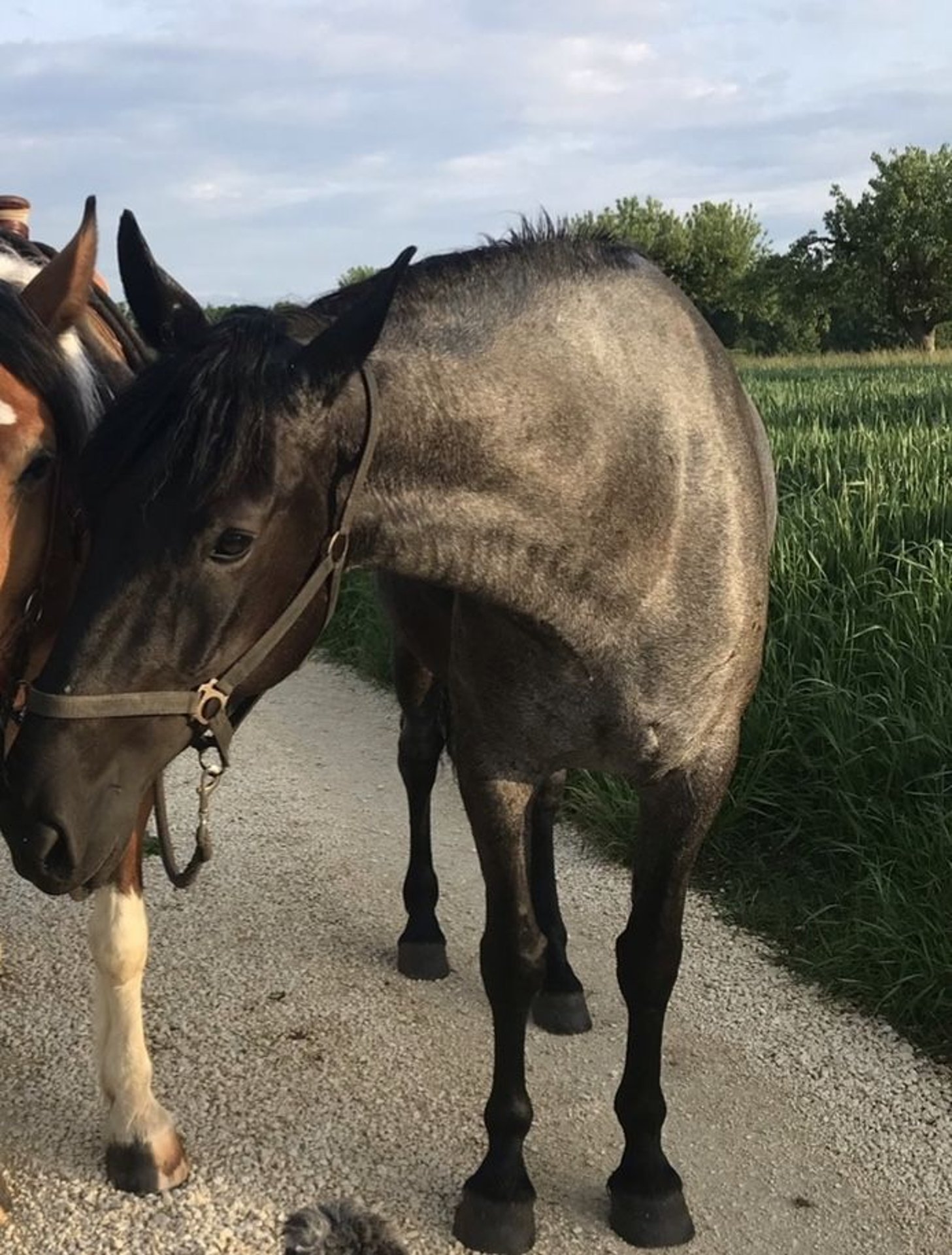 Murgese Stute Jahre Cm Roan Blue In Beimerstetten