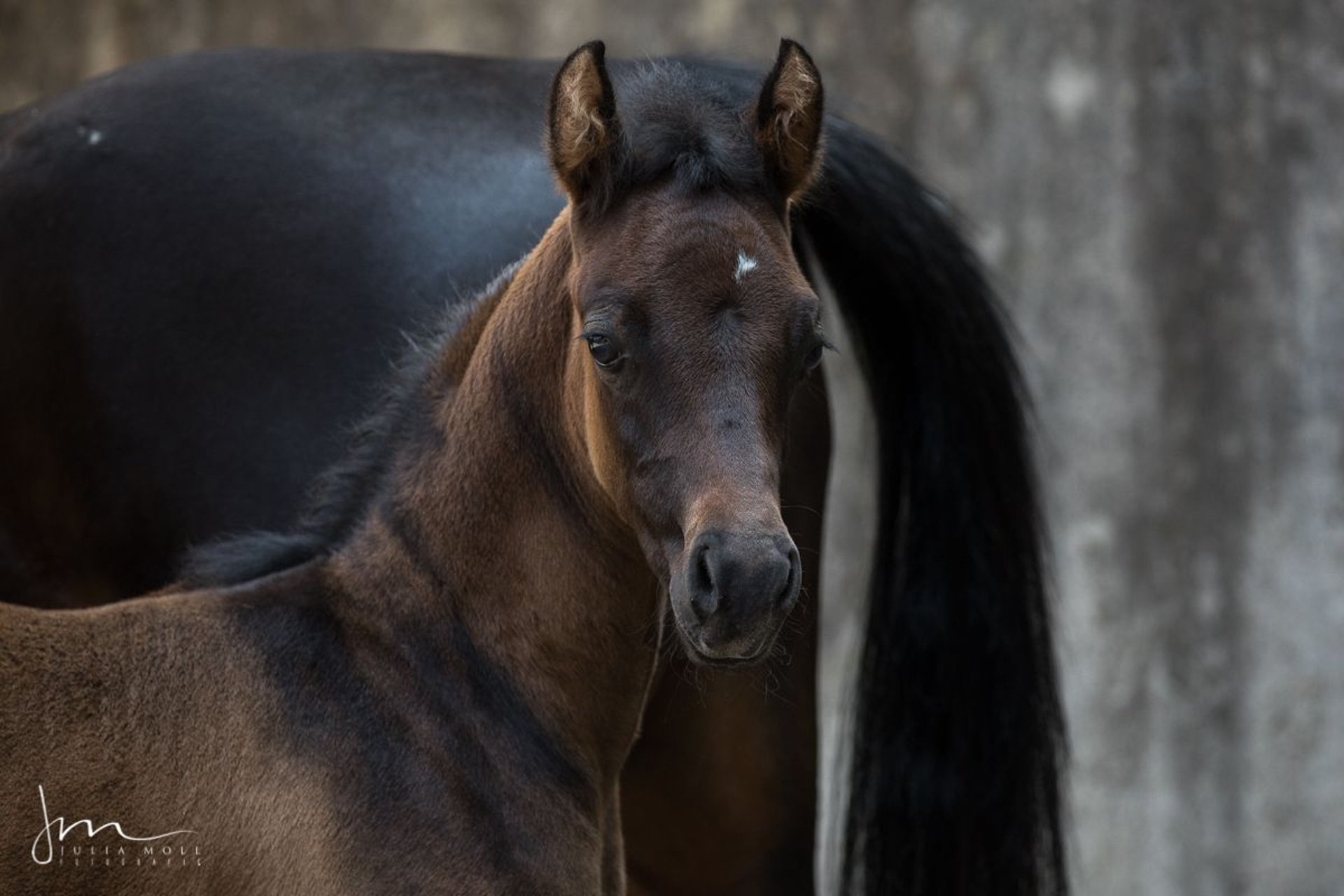 Purosangue arabo Stallone Puledri 04 2023 125 cm Grigio trotinato in Söll