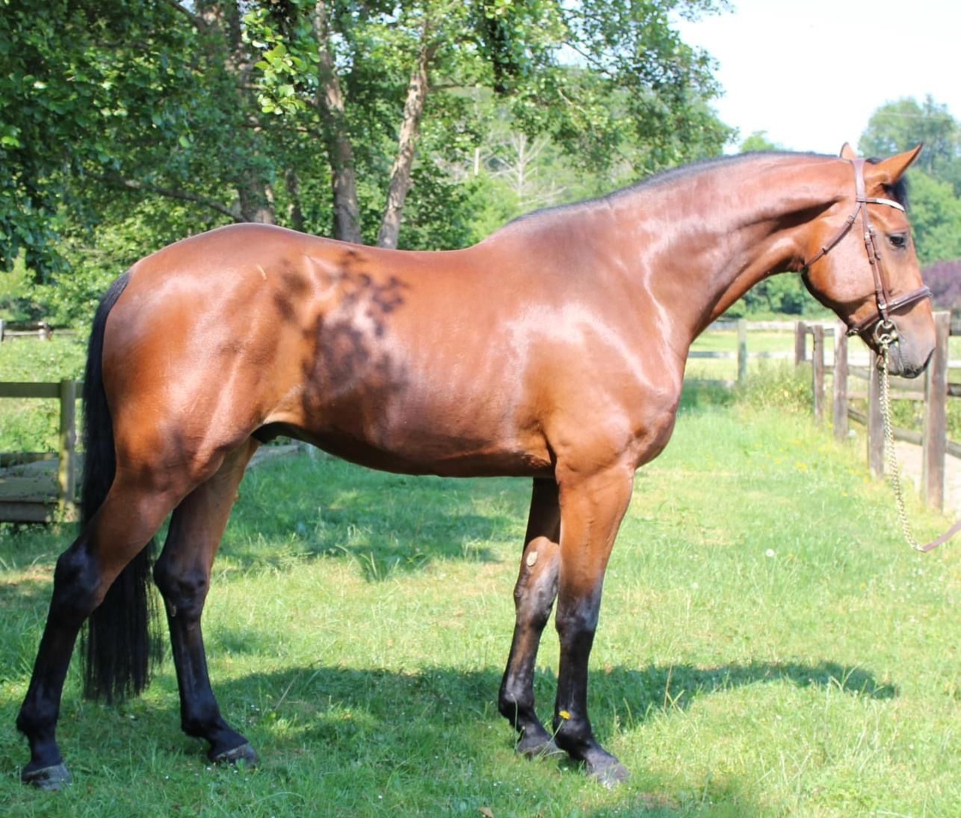 Belgisches Warmblut Wallach Jahre Cm Brauner In Waidhofen An Der