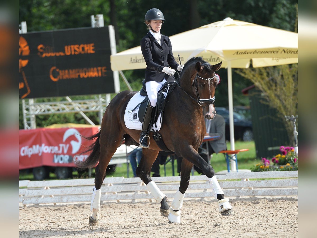 "DSP DE SANDRO" PRÄMIENHENGST WFFS FREI Cheval de sport allemand Étalon in Riedstadt Wolfskehlen