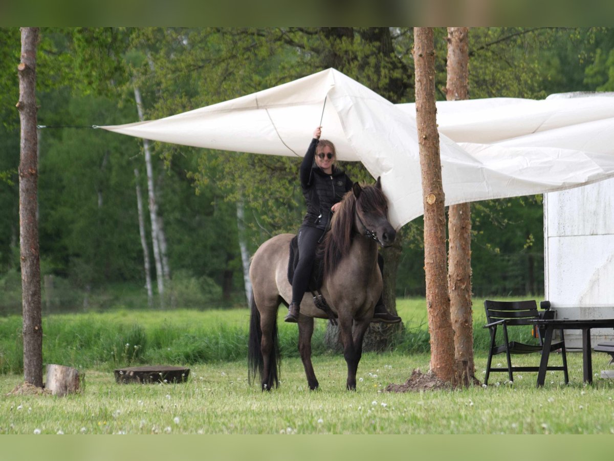 Icelandic Horse Mix Mare 11 years 13,2 hh Grullo in Ribbesbüttel