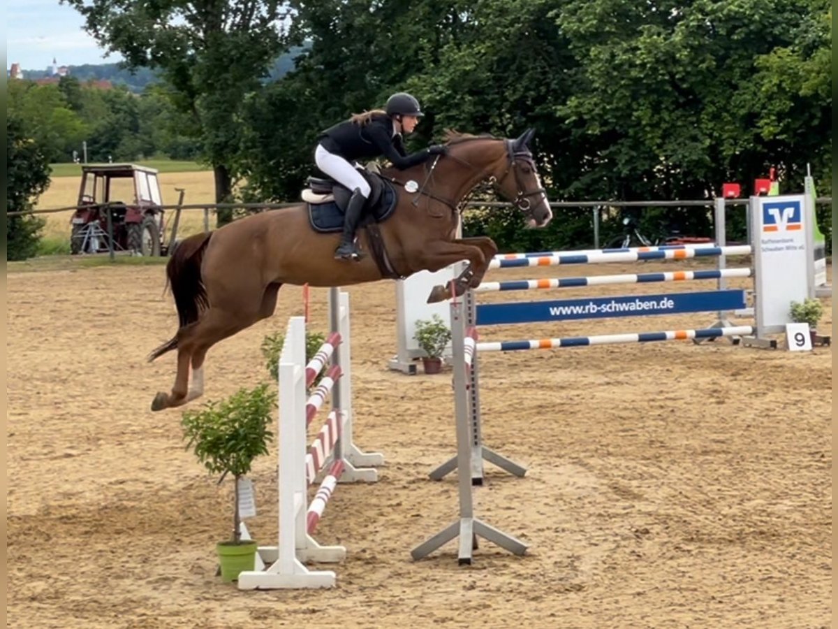 Oldenburg-International (OS) Mare 12 years 16,2 hh Chestnut-Red in Burgau