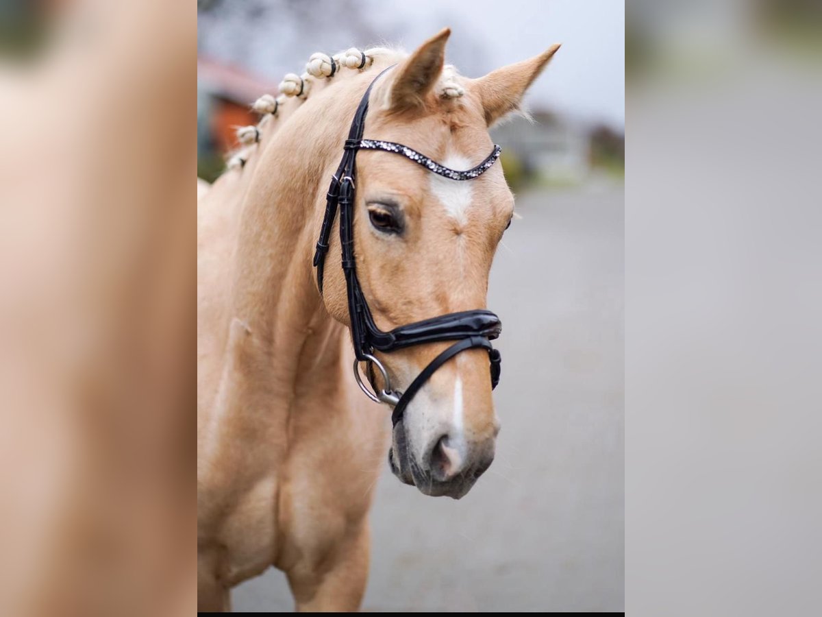 Poney de selle allemand Jument Ans 143 cm Palomino in Frankfurt