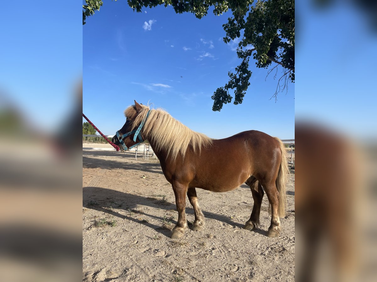 Ponis Shetland Caballo castrado 7 años Alazán in Zuera