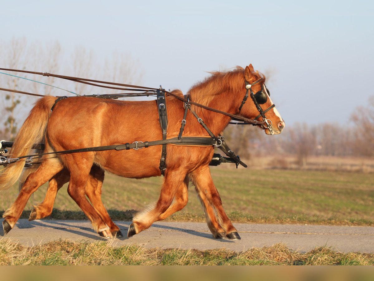 Welsh PB (Partbred) Mix Mare 13 years 12,2 hh Chestnut in P&