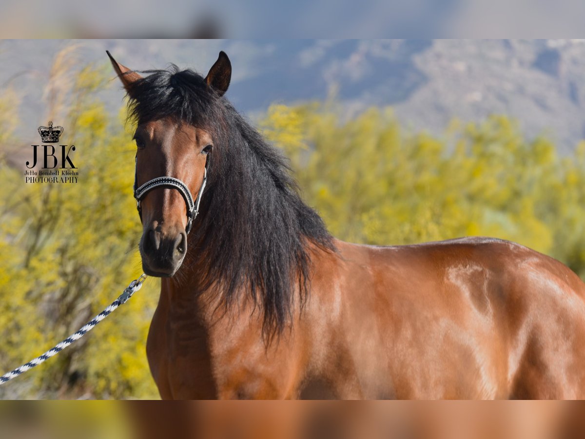 Andaluces Caballo castrado 4 años 154 cm Castaño in Tabernas Almeria