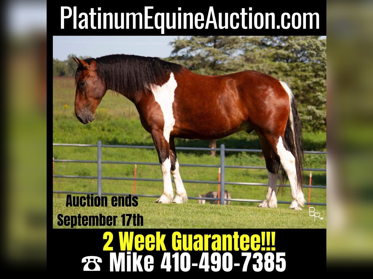 Cheval tobiano clearance