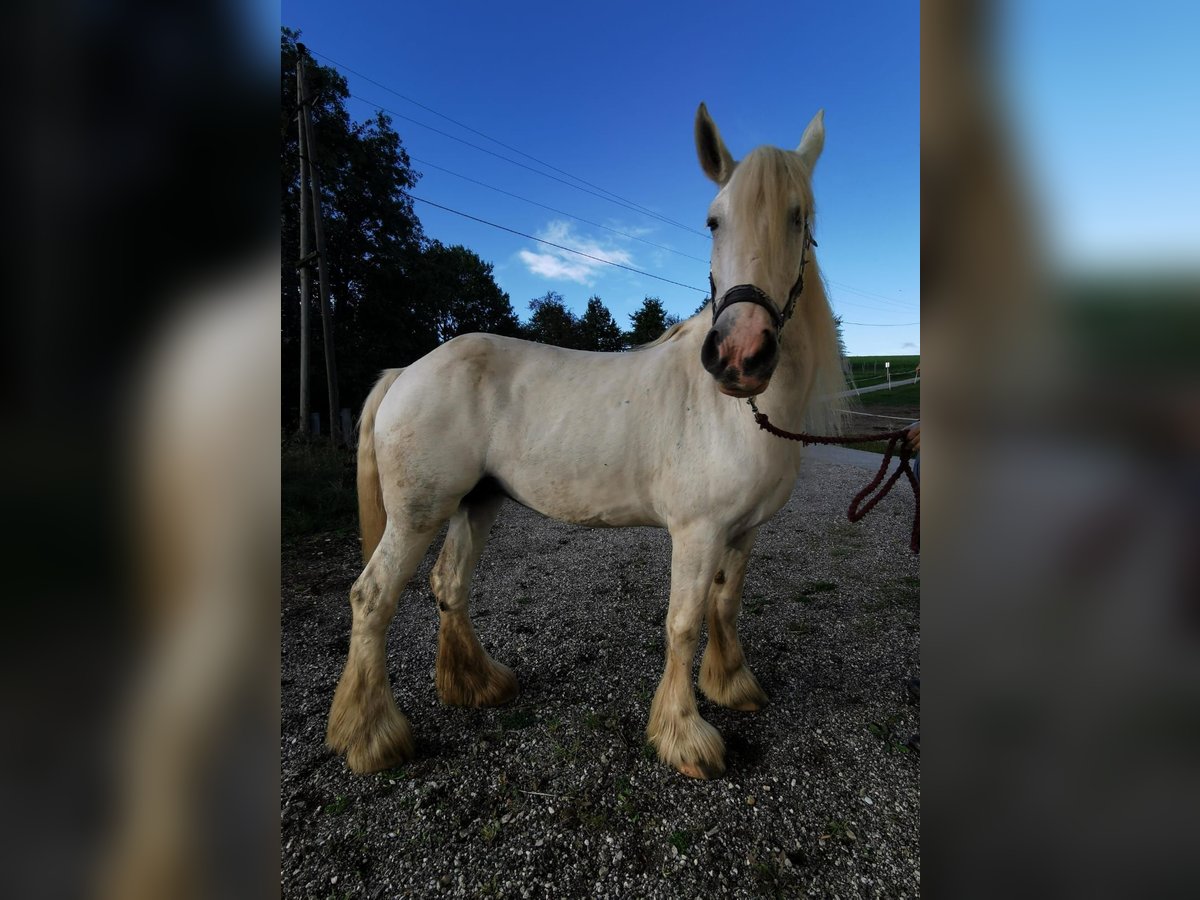 Shire Horse Mare 12 years 17.2 hh Grey in Ried im Innkreis