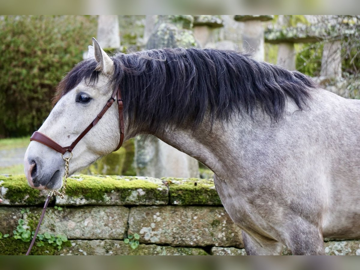 PRE Caballo castrado 5 años 161 cm Tordo in Ourense