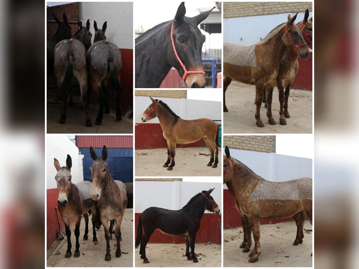 Mule Gelding 9 years in Vejer de la Frontera