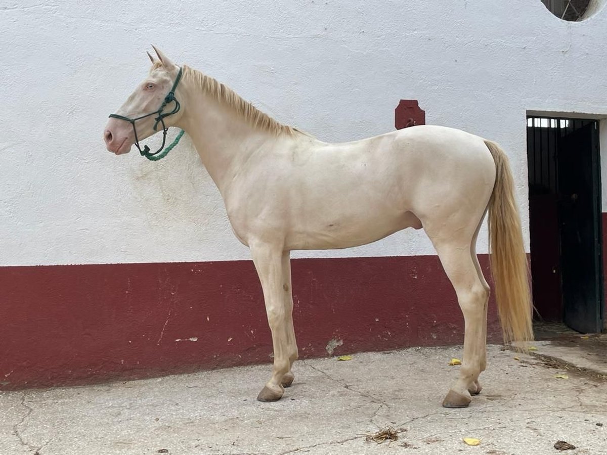 Lusitanos Mestizo Caballo castrado 7 años 160 cm Cremello in Oviedo