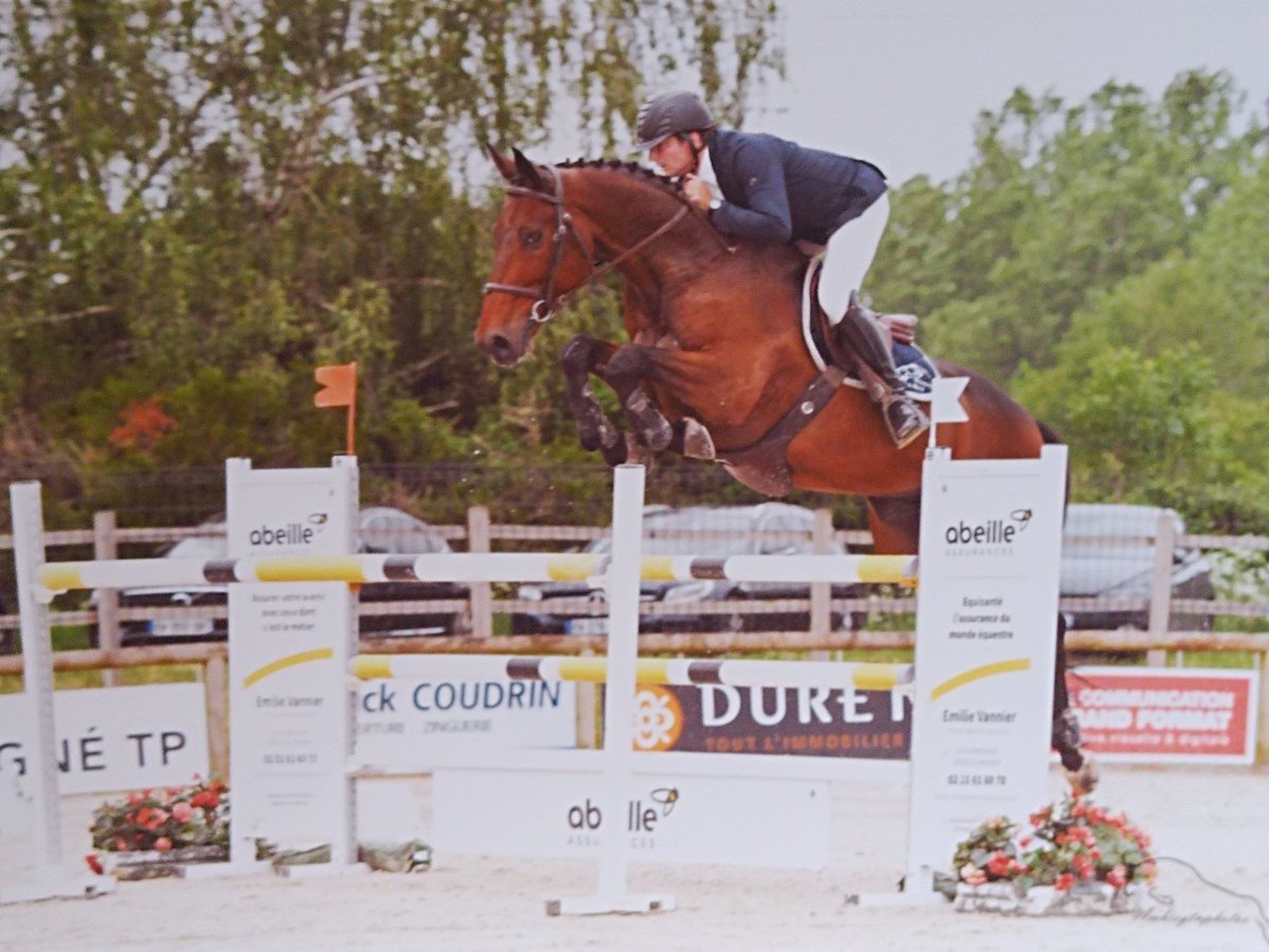 Selle Français Gelding 9 years 17 hh in Baugé en Anjou