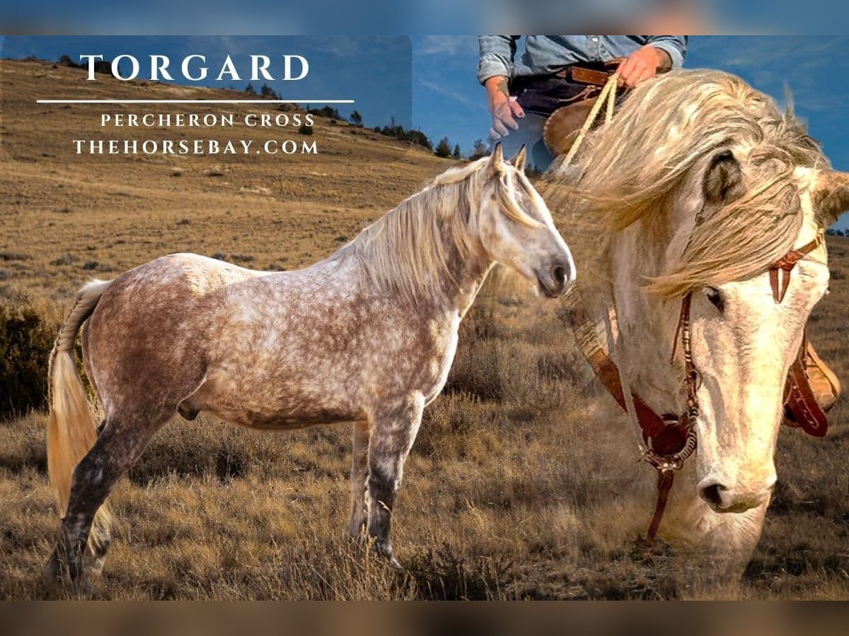 Percheron Mix Gelding 6 years 16.2 hh Grey-Dapple in Jacksboro, TX