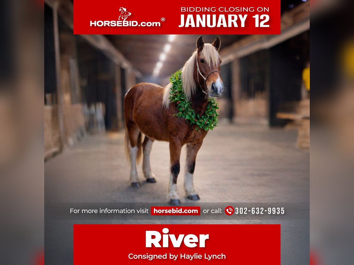 Gypsy Horse Mix Mare 2 years 14 hh Tobiano-all-colors in Queenstown