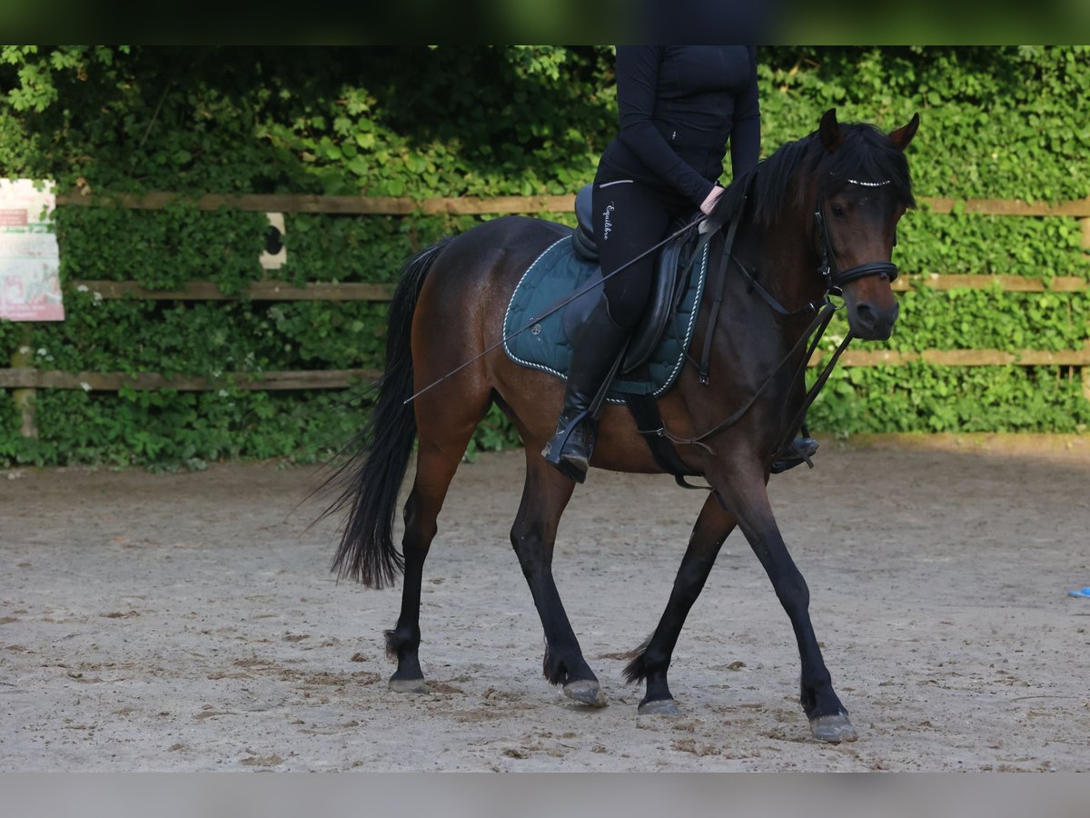 Welsh B Mare 5 years 13,2 hh Brown in Ahrensboek