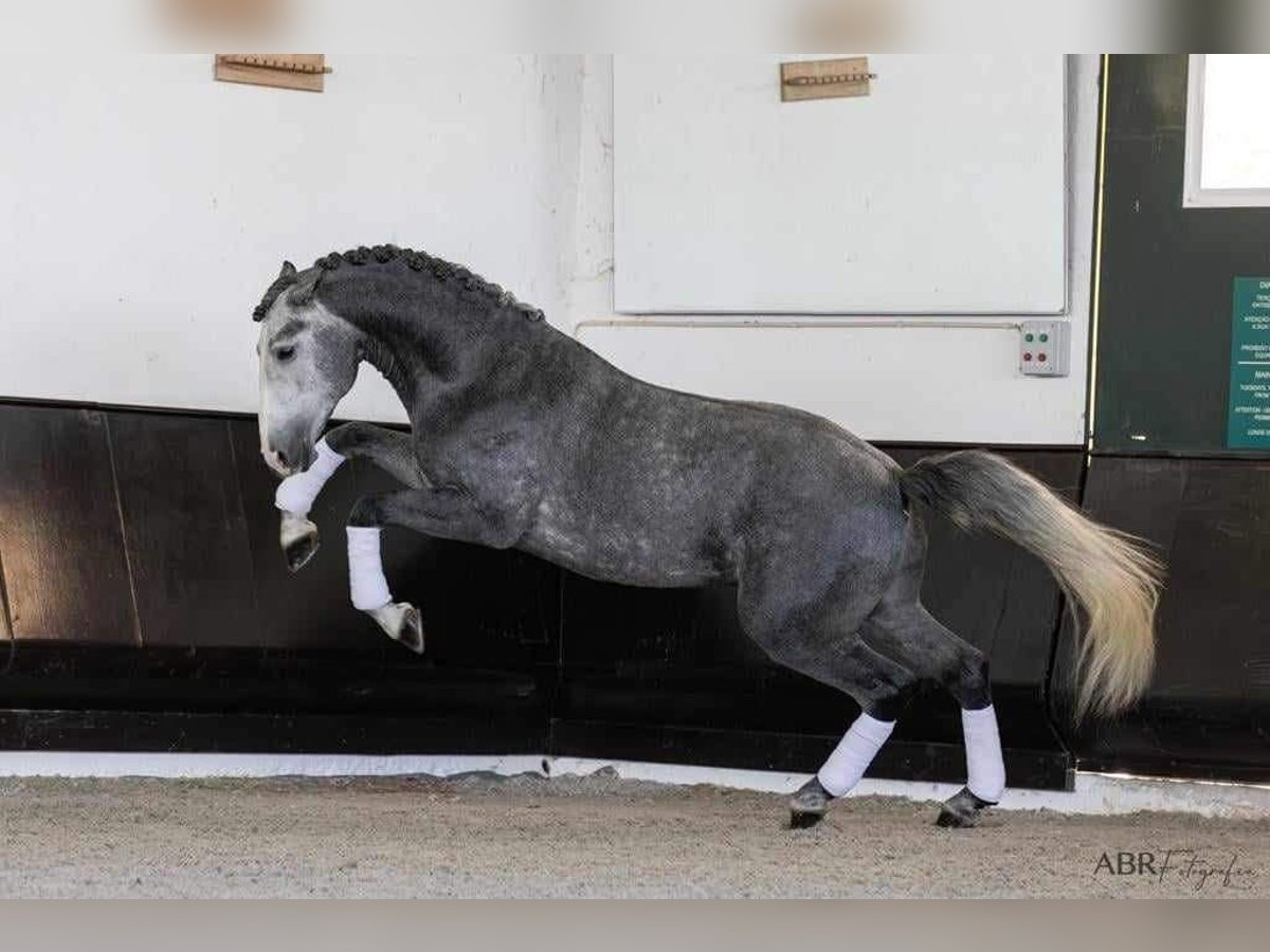 Lusitano Stallion 6 years 16,1 hh Gray in Lissabon