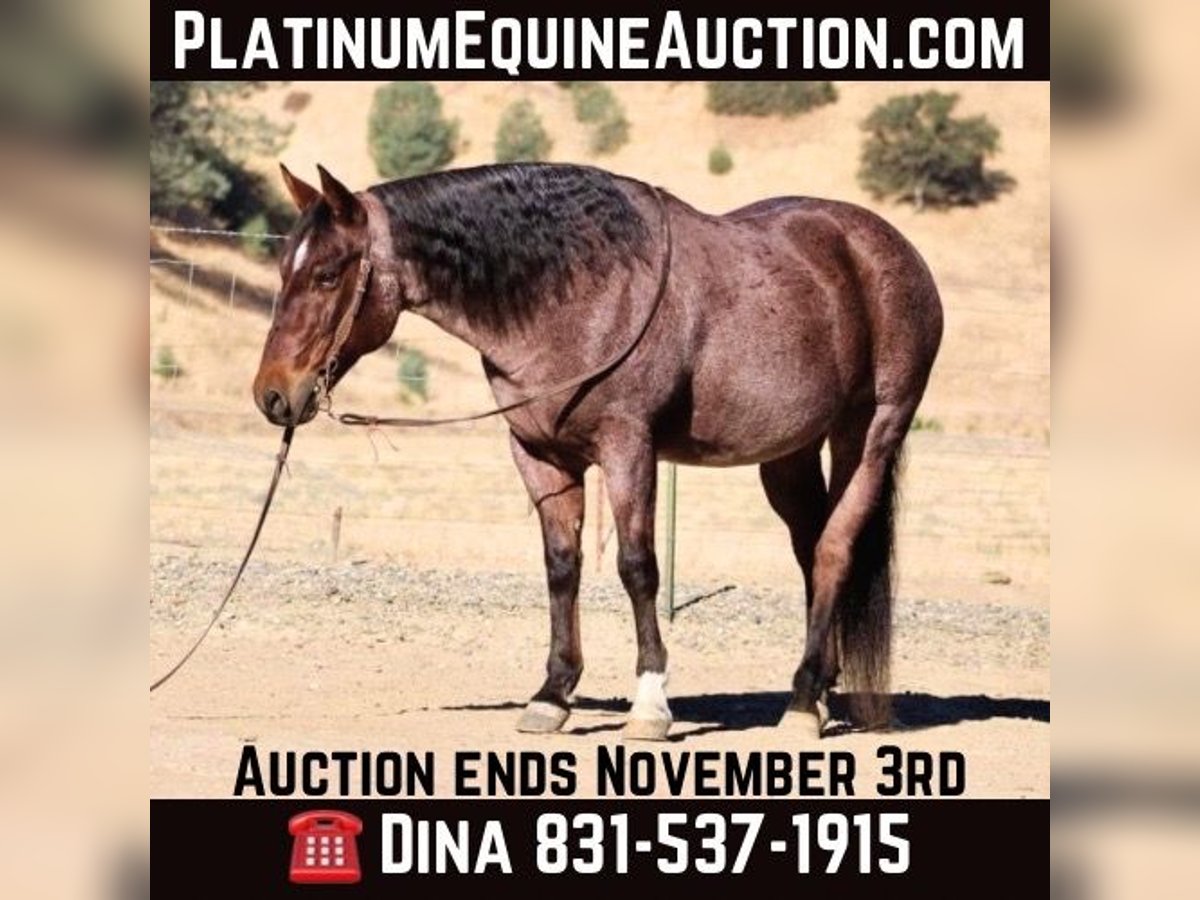 American Quarter Horse Gelding 11 years 14.2 hh Roan-Red in