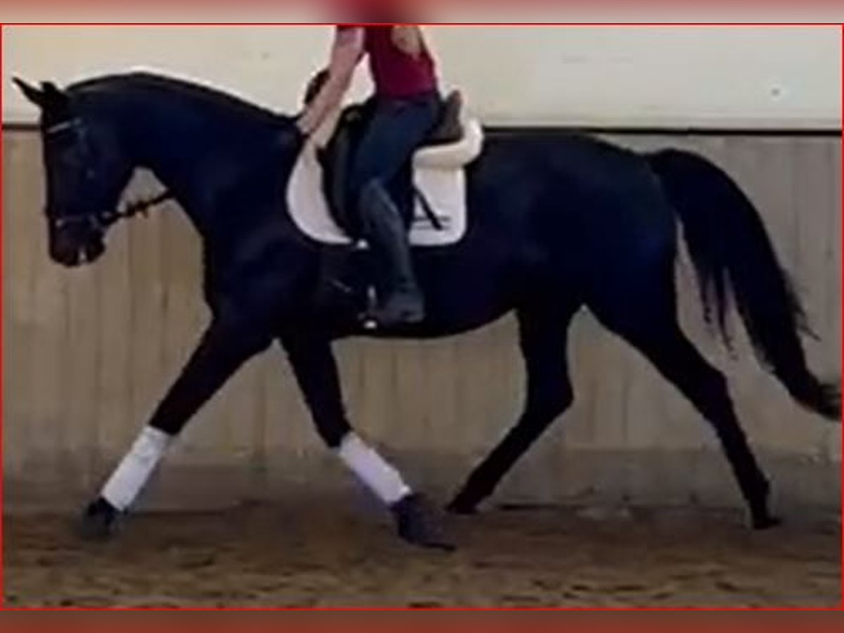 Oldenburg Mare 5 years 16,3 hh Black in Kirchdorf