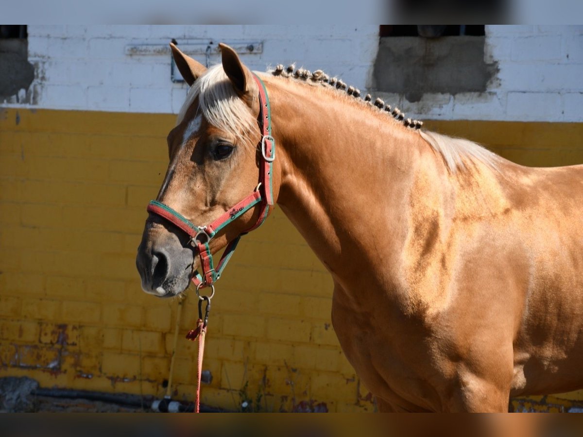 Más caballos centroeuropeos Semental 4 años 155 cm Palomino in Huelva