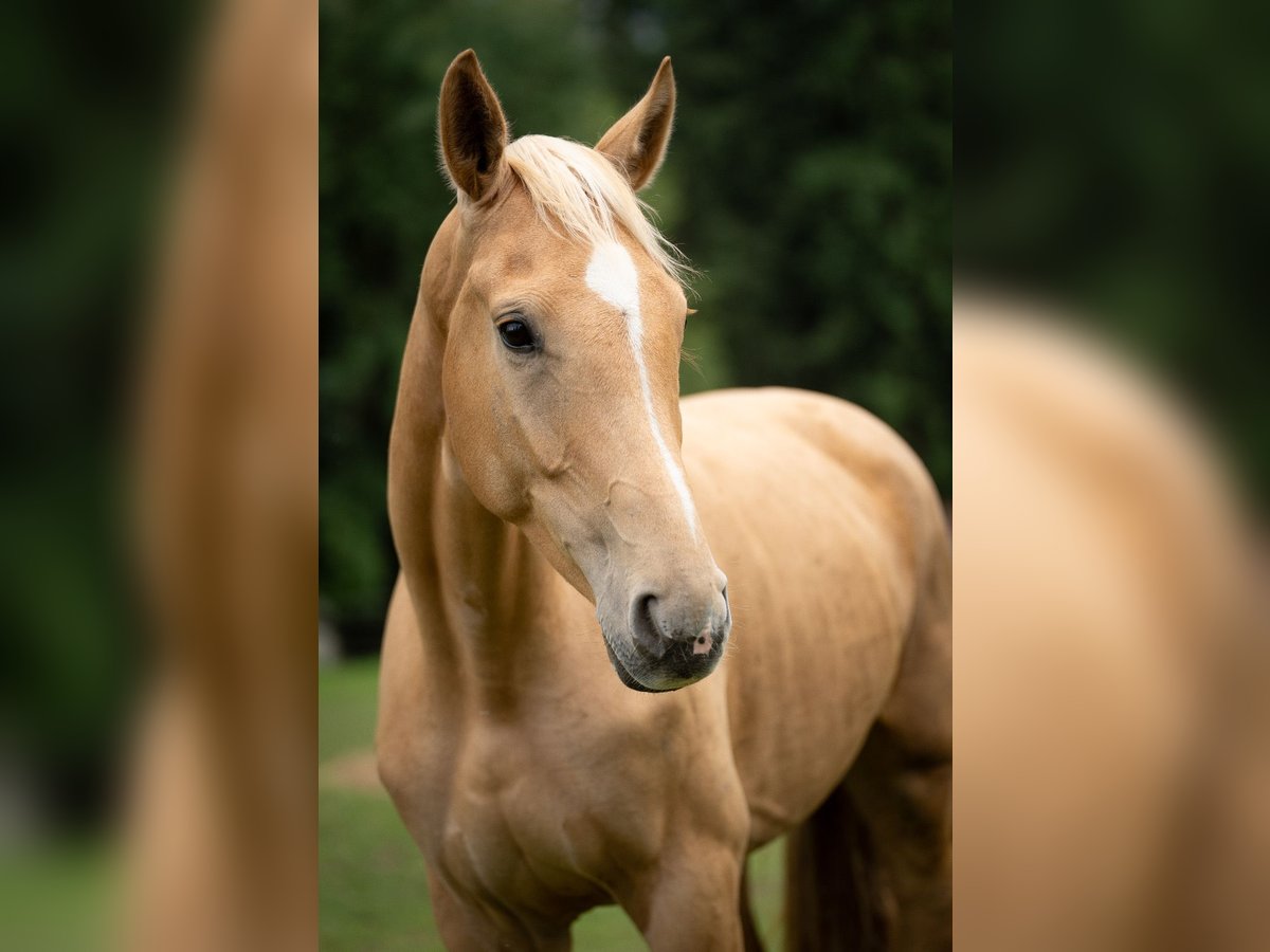 Plus de chevaux à sang chaud Jument Ans 167 cm Palomino in Berndorf