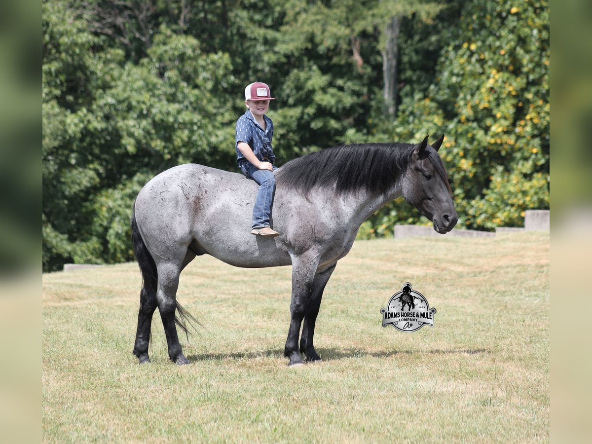 Draft Horse Gelding 7 years 16.1 hh Roan-Blue in Mount Vernon
