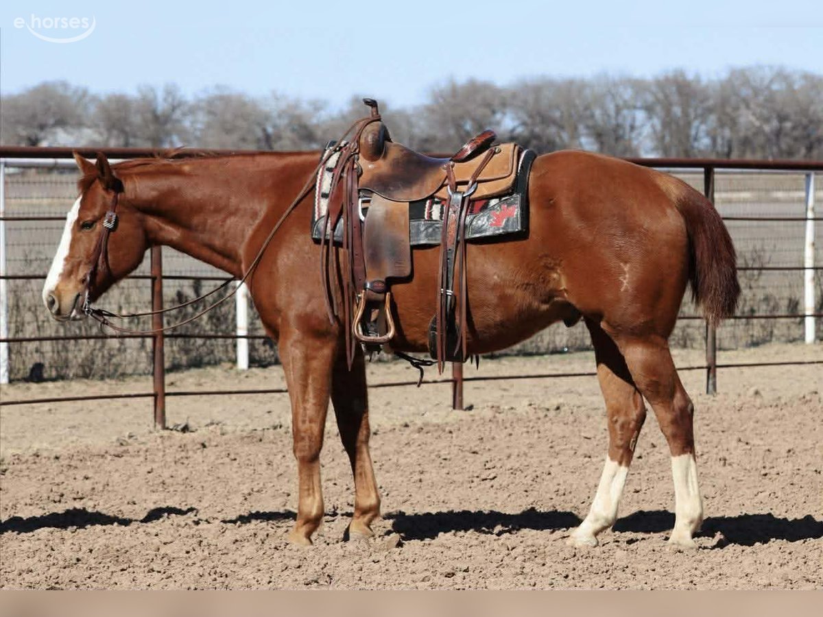 American Quarter Horse Gelding 8 years 15 hh Sorrel in Mineral Wells