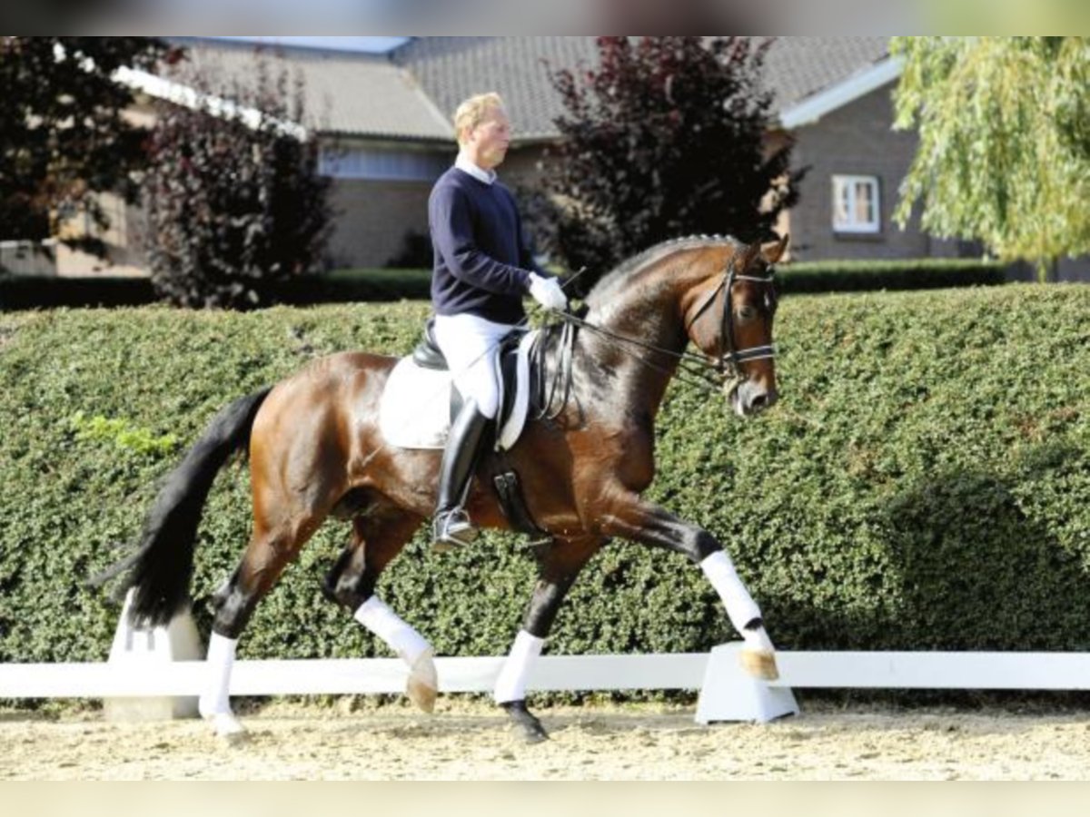 Hanoverian Stallion Brown in Celle