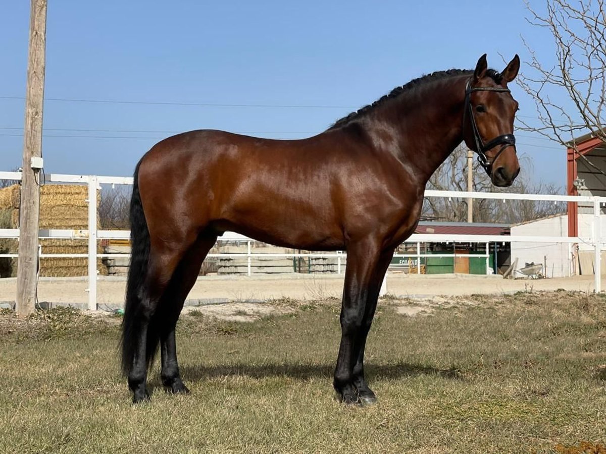 PRE Caballo castrado 5 años 164 cm Castaño in Calatayud