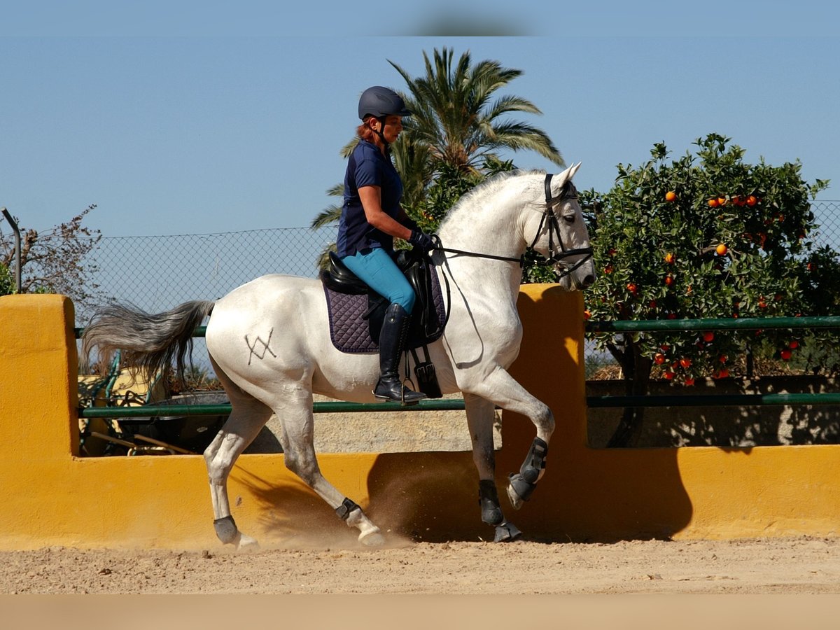 Lusitanos Caballo castrado 10 años 155 cm Tordo in Elche