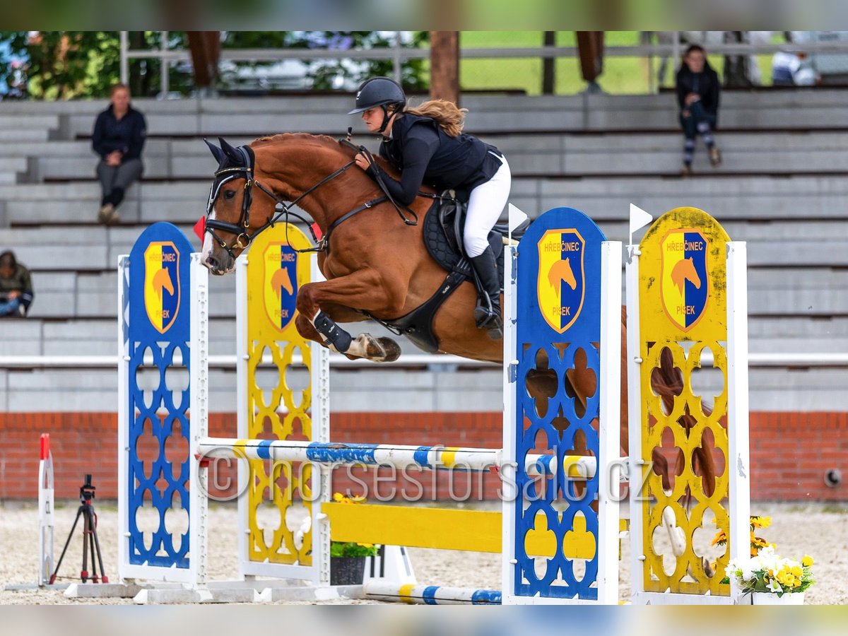 Czech Warmblood Gelding 4 years 16.1 hh Chestnut-Red in Tyn nad