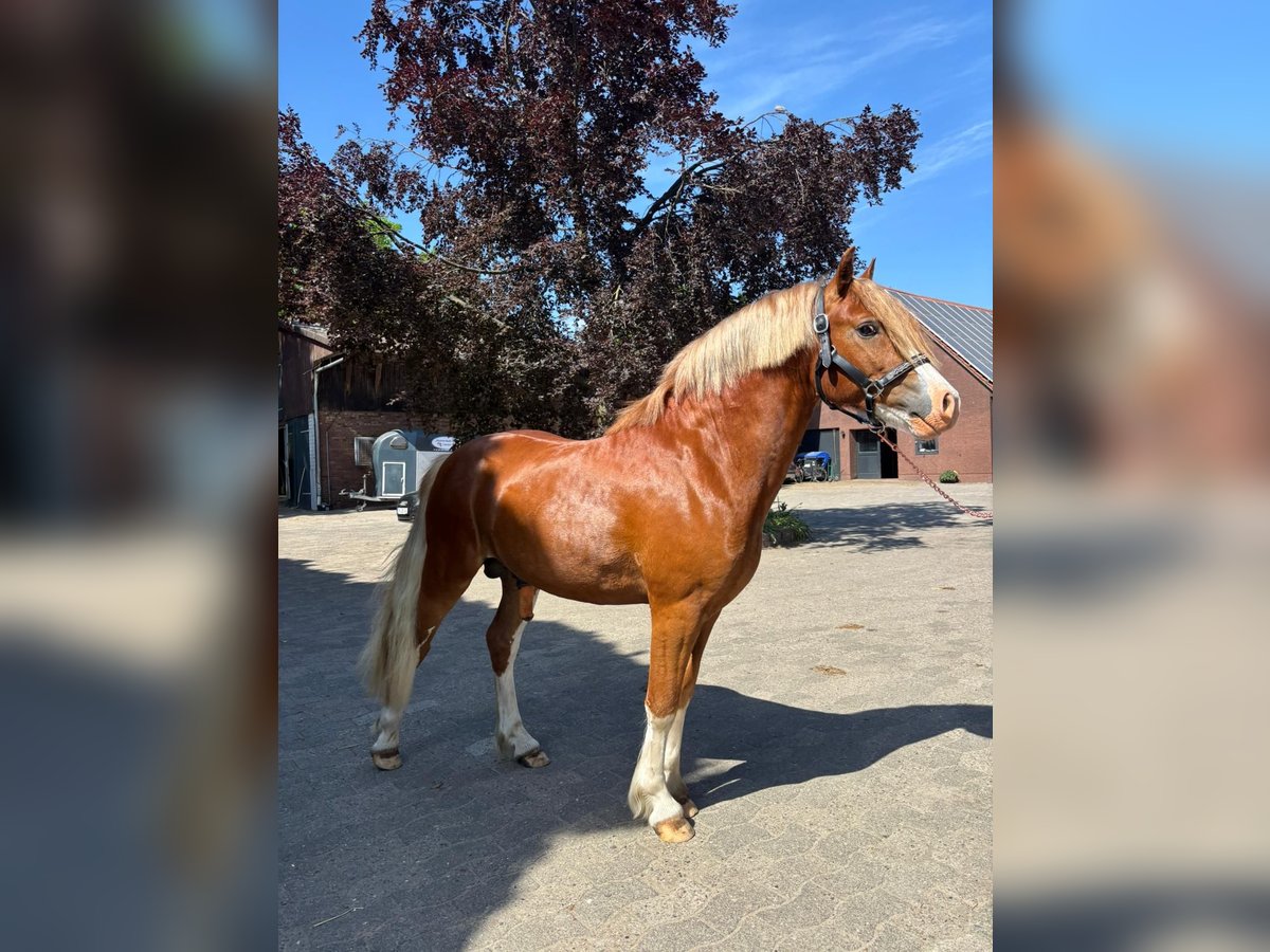 Welsh C (of Cob Type) Stallion Chestnut-Red in Barver