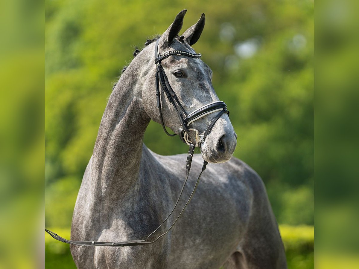 Hanoverian Gelding 4 years 17 hh Gray in Münster-Handorf