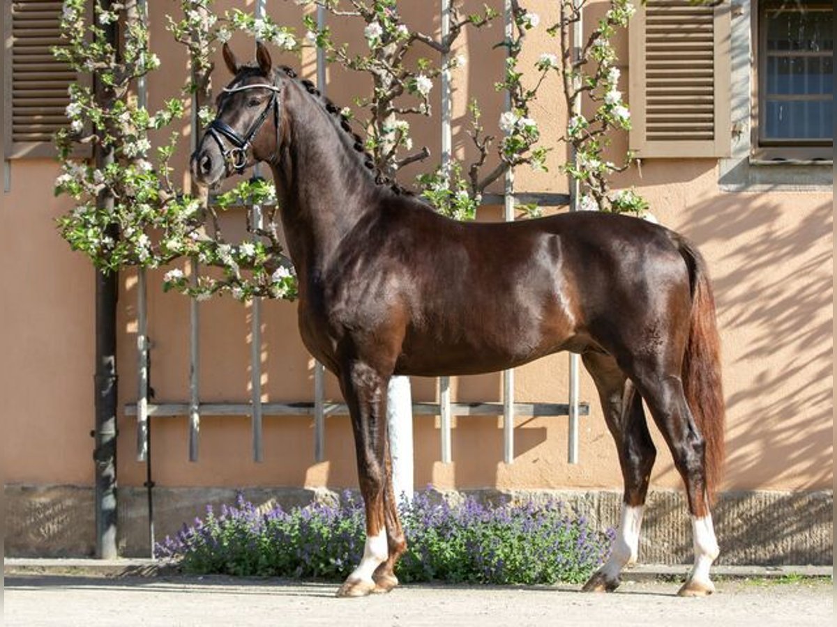 Cheval de sport allemand Étalon Alezan brûlé in Moritzburg