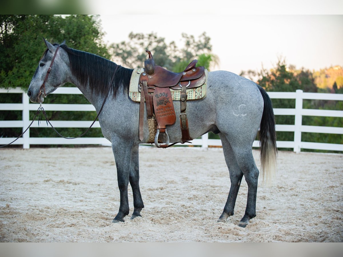 American Quarter Horse Gelding 6 years Gray in Murrieta CA