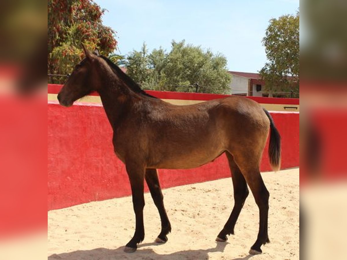 Andaluces Yegua 2 años Castaño rojizo in Badajoz