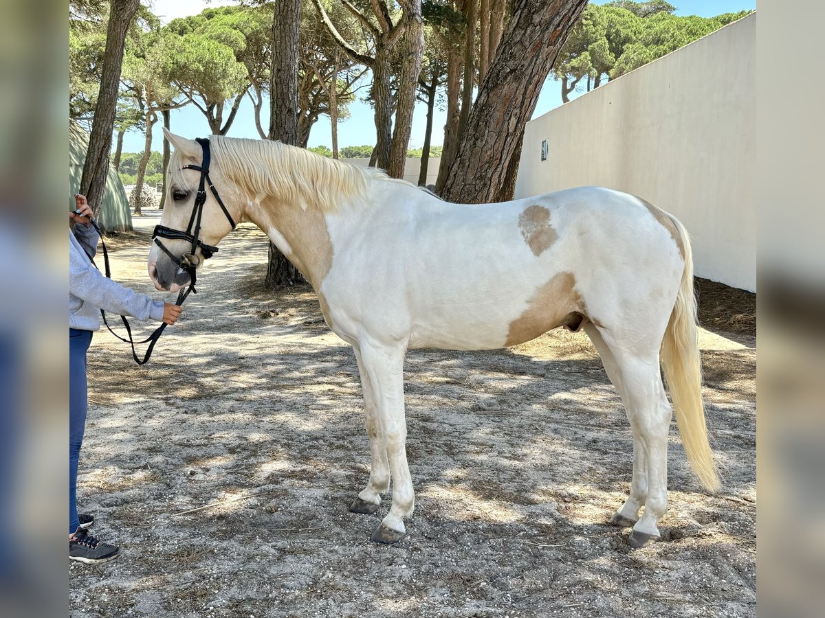 Altri pony/cavalli di piccola taglia Mix Castrone 13 Anni 146 cm in Cascais