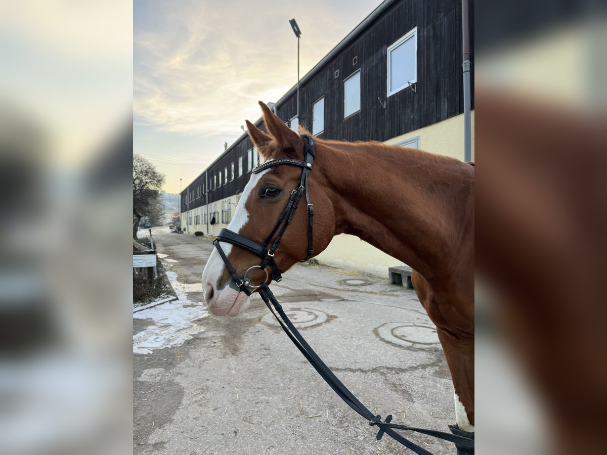 Selle Français Gelding 12 years 17 hh Chestnut-Red in Leonberg