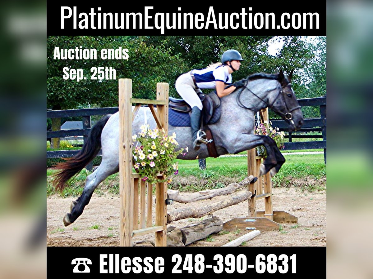 Other Warmbloods Mare 6 years 16,2 hh Roan-Blue in Highland MI