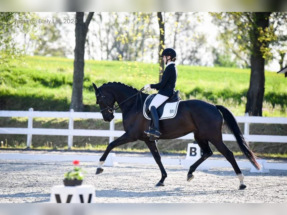 Slovak Warmblood Mare years 16,2 hh Black in Destne