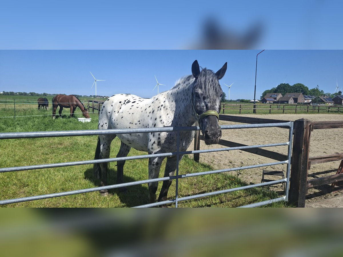Noriker Mare 4 years 15.2 hh Leopard-Piebald in Moerdijk