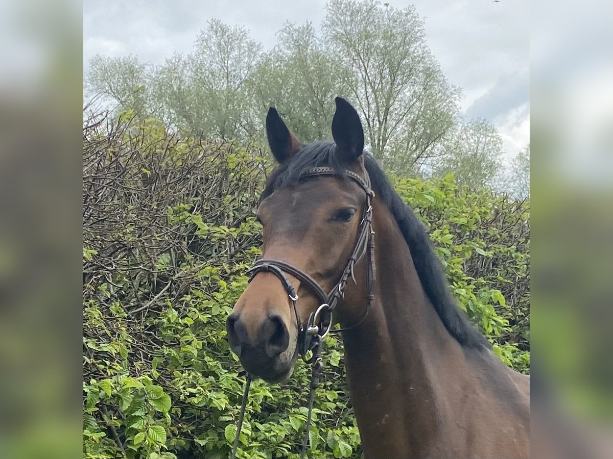 Cavallo sportivo irlandese Giumenta 5 Anni 168 cm Baio scuro in Elze